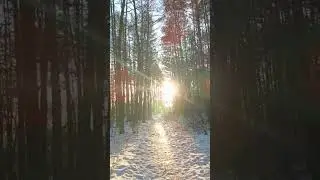 Солнце 🌞 наконец-то #скоровесна #февраль2024 #солнце #лес #красота #winter #february #inspiration
