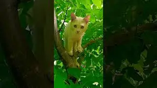 Кіт Біляш лазить по деревах 😜#cat #funnycats #cutecat #кошки #смішнікоти