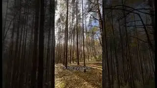 Что такое магия леса…? Просто включите звук и послушайте 🖤 