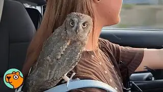 Girl Saves Tiny Owl After Hurricane. Now They Are A Flock | Cuddle Buddies
