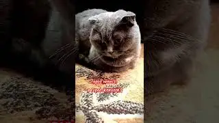 Город женихов 😂 