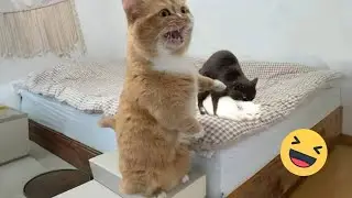 Try Not To Laugh Cats And Dogs Videos 😁 - Best Funniest Animals Video 2024 #7