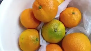 Mandarin Orange, Mandarin, Mandarine, Mandarin Jam, Mandarin Marmalade
