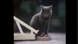 Comment bien nourrir votre chat.