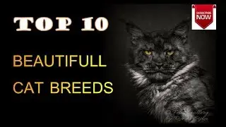 TOP 10 Beautifull Cat Breeds | beautifull cats in the world | pets & animals point