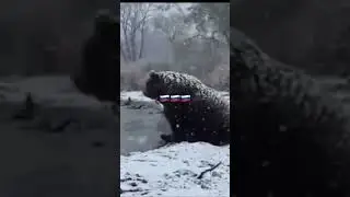 Наш Медведь 🇷🇺Русский Медведь 🇷🇺Russian bear 🇷🇺