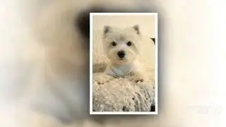 West Highland White Terrier Dog breed