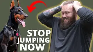 HOW TO STOP DOBERMAN FROM JUMPING