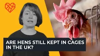 Are Hens Still Kept In Cages in the UK?