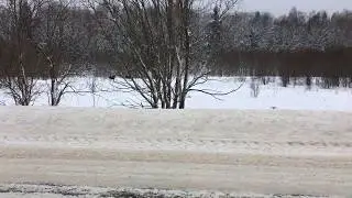 Лоси