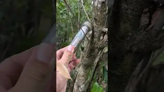 Geocaching along the Coast to Coast Trail in Osteen, FL