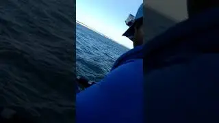 Peixe serra(2)