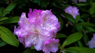 Portland Japanese Garden Flowers