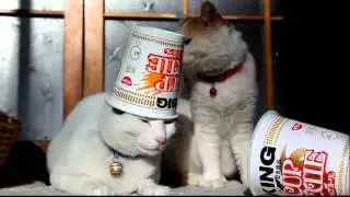 Кошки в шляпах