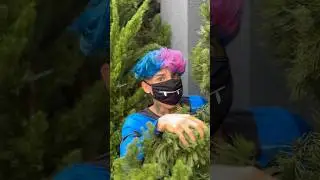Quem pintou meu cabelo