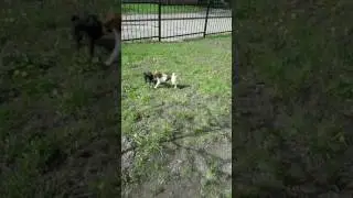 Чихуа играет
