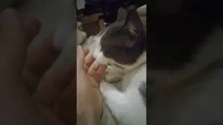 Cat licks and nibbles my hand for 15 minutes
