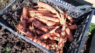 Последние денёчки на даче.Убрала морковь,прибираемся.