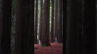 There's something strange about these woods...