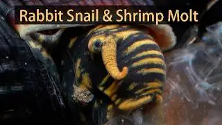 Rabbit Snail Cleaning Shrimp Molt | Rare Footage | 4K