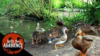 Relax and Unwind - Feeding the Ducks - Nature Relaxation Video