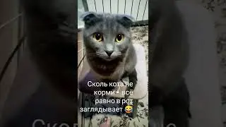 голодный кот 