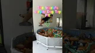 I built my dogs THE WORLD’S largest dog toy pit! 