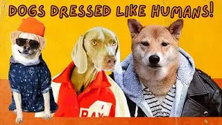 DOGS Dressed LIKE HUMANS!
