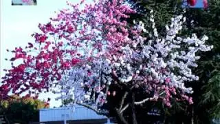 (12) Grafted PEACH