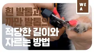 발톱도 겨우 잘랐는데 피가 난다면...? [위아 19화]