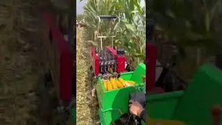 Organic sweet corn harvesting process 