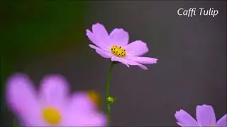 Beautiful Spring Flowers 💐 Beautiful Relaxing Music, Peaceful Music by Caffi Tulip & Beez Vista