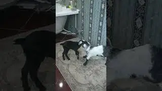козлятки маленькие!!!