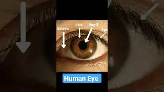 Human Eye Defects and Corrections