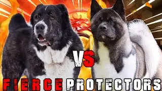 Alabai vs American Akita | American Akita vs Alabai | Powerful Guard Dog ? | Billa Boyka |