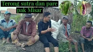 Terong sutra dan pare pak Misar