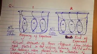 BIOLOGY PAPER 1 REVISION..... THE CELL AND CELL PHYSIOLOGY....