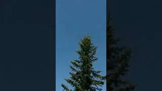 огромная ель на даче