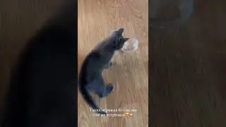 ДИАНА И КОТИК