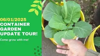 Container Garden Update/Tour Regrow Cabbage
