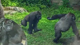 Toto looks nervous. Riki annoys mom persistently.｜Gorillas｜UENO ZOO｜やんちゃな息子から逃げる母ゴリラ｜上野動物園｜S03E001