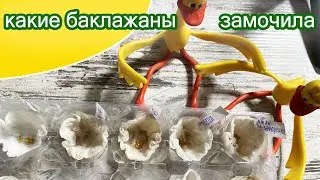 Баклажаны на 2024 год / Первы перцы начали проклёвываться / Погода