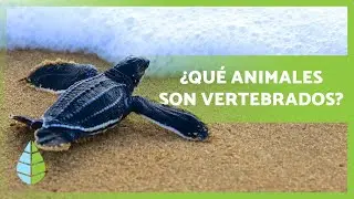ANIMALES VERTEBRADOS 🐆🐟 Características, clasificación y ejemplos