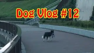 Dog Vlog 12: New channel logo and intro!