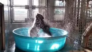A Gorilla dancing in a tub of water to the song 