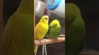 Two Cute Parakeets, #shorts Cute Budgies Chirping. Reduce Stress of lonely Birds #shorts #funny