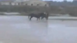 The road to death...Azerbaijan Republic, Fuzuli district, Gazaxlar village, ... .mp4.mp4