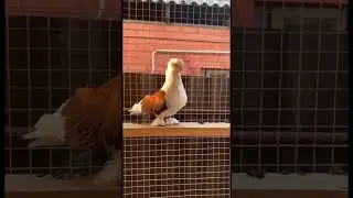 @iz4660  Голуби Кубани 🤍🕊️