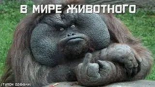 в мире животного