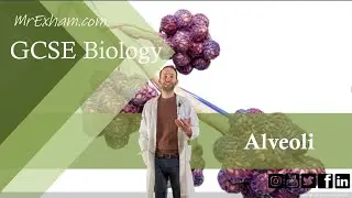 Alveoli - GCSE Biology (9-1) 8.3
